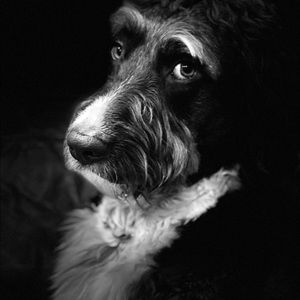 Meet your Posher, Windy